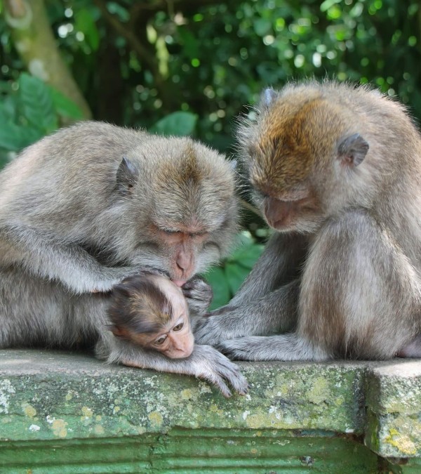 aapjes-monkeyforest-ubud-bali