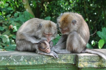 aapjes-monkeyforest-ubud-bali