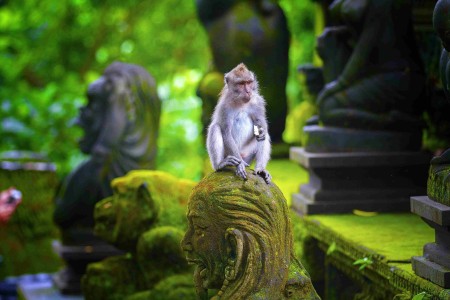 monkey-forest-tempel-ubud-balitravel