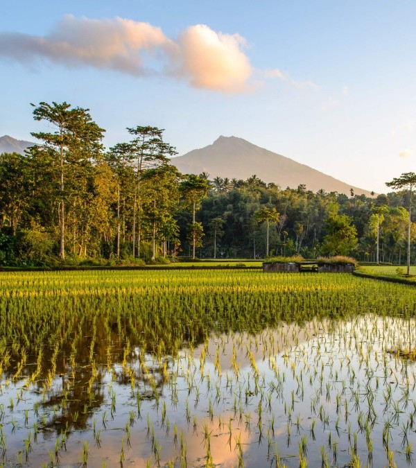 rijstterrassen-tetebatu-lombok-balitravel-1