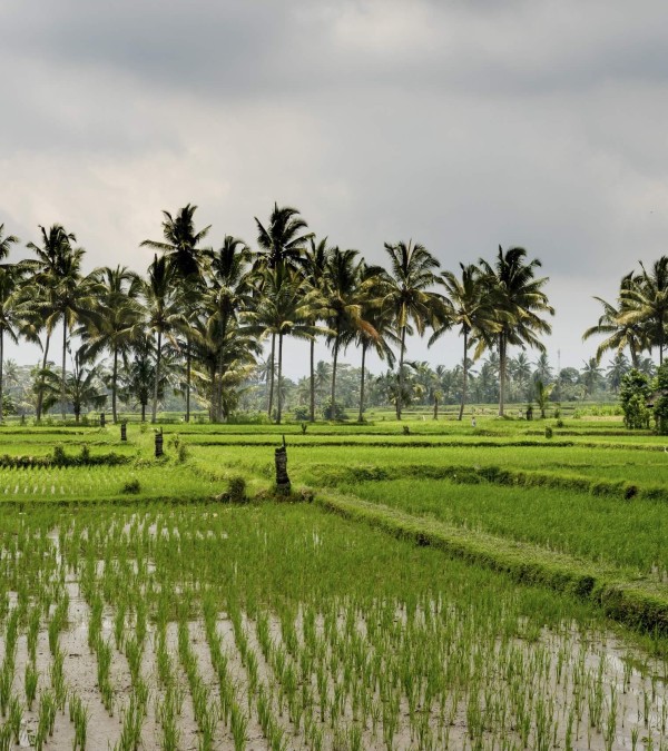 rijstvelden-lovina-bali