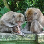 aapjes-monkeyforest-ubud-bali