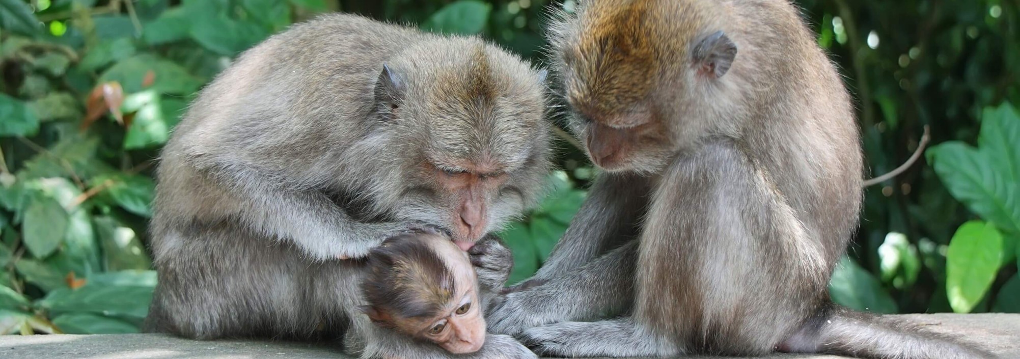 aapjes-monkeyforest-ubud-bali