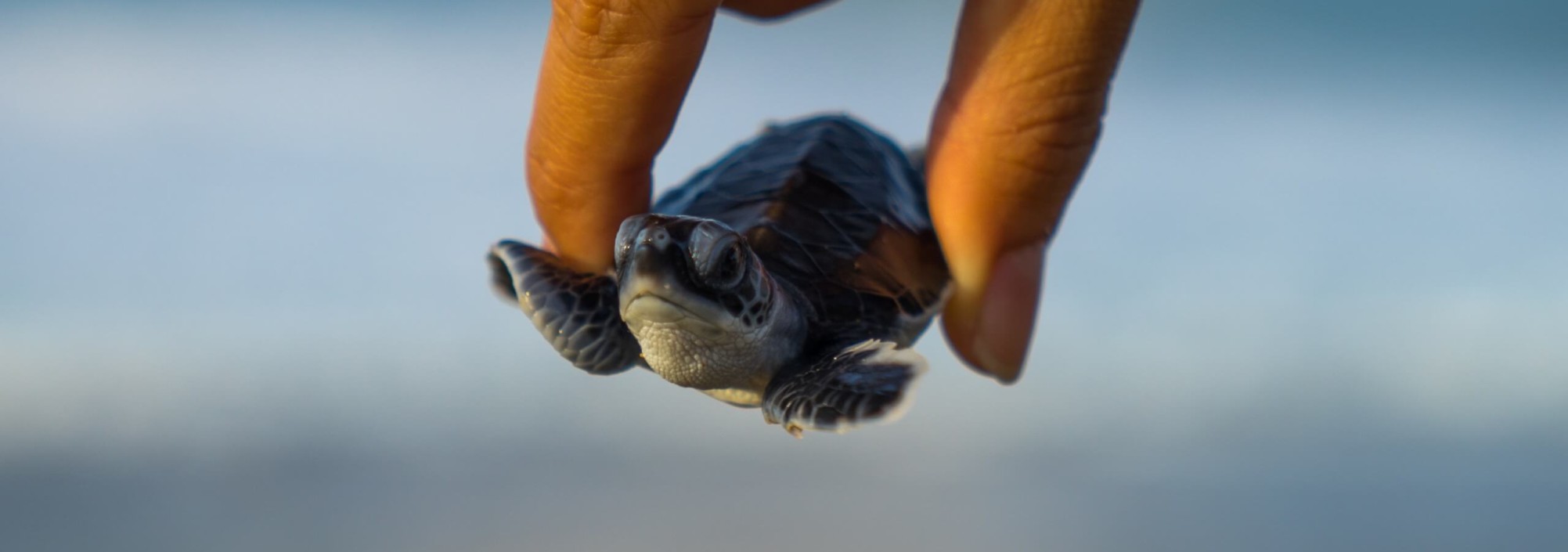 baby-schildpad-strand-sukamade-java-balitravel