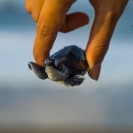 baby-schildpad-strand-sukamade-java-balitravel