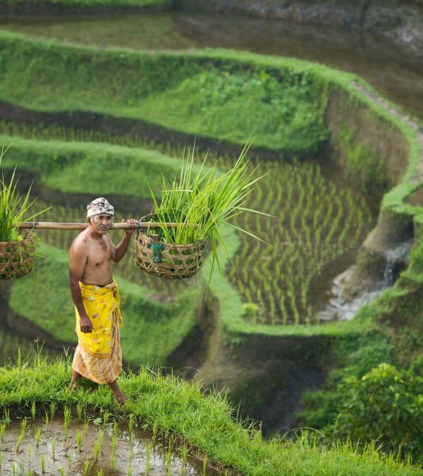 balinese-rice-farmer-balitravel