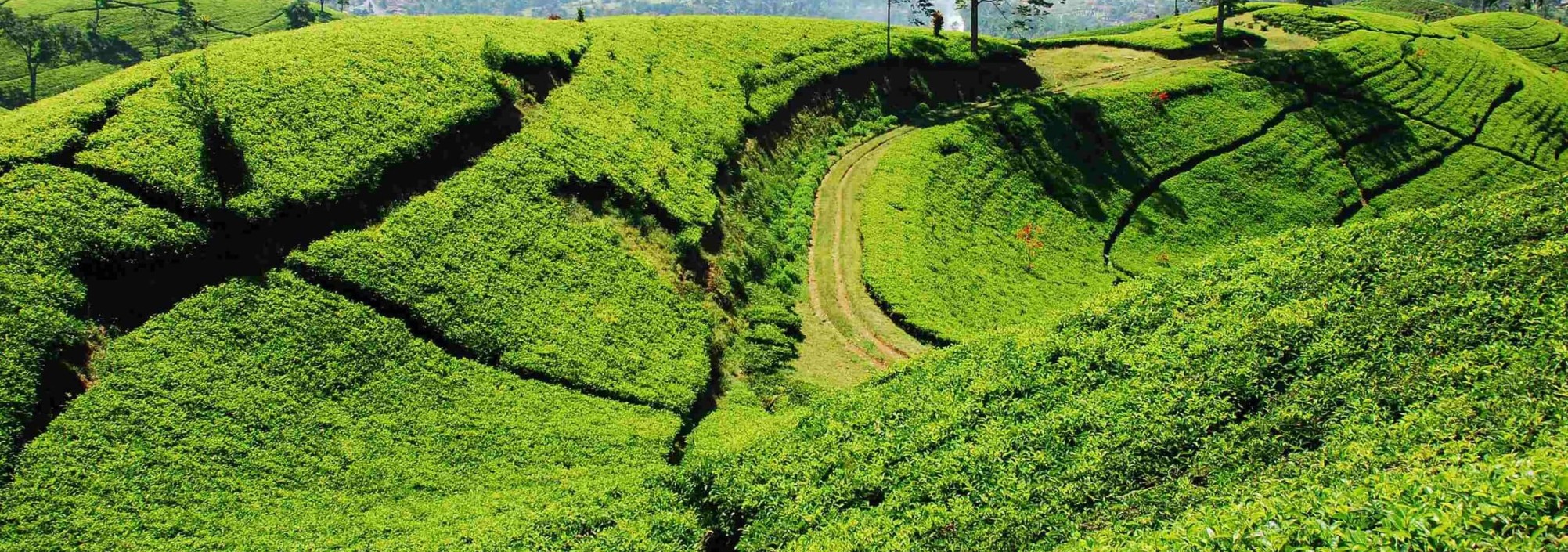 bandung-thee-plantages-java