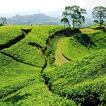 bandung-thee-plantages-java