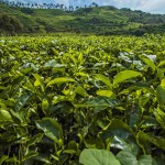 bandung-theeplantage-java