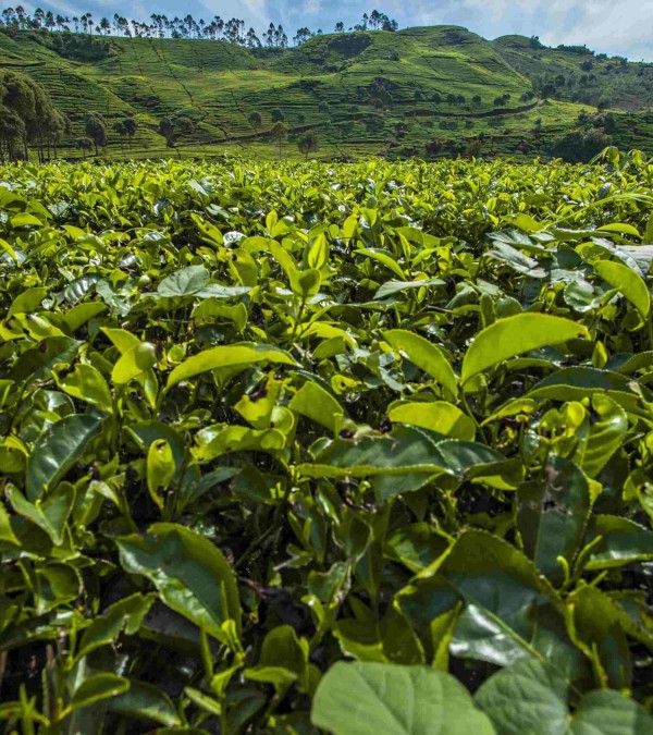 bandung-theeplantage-java