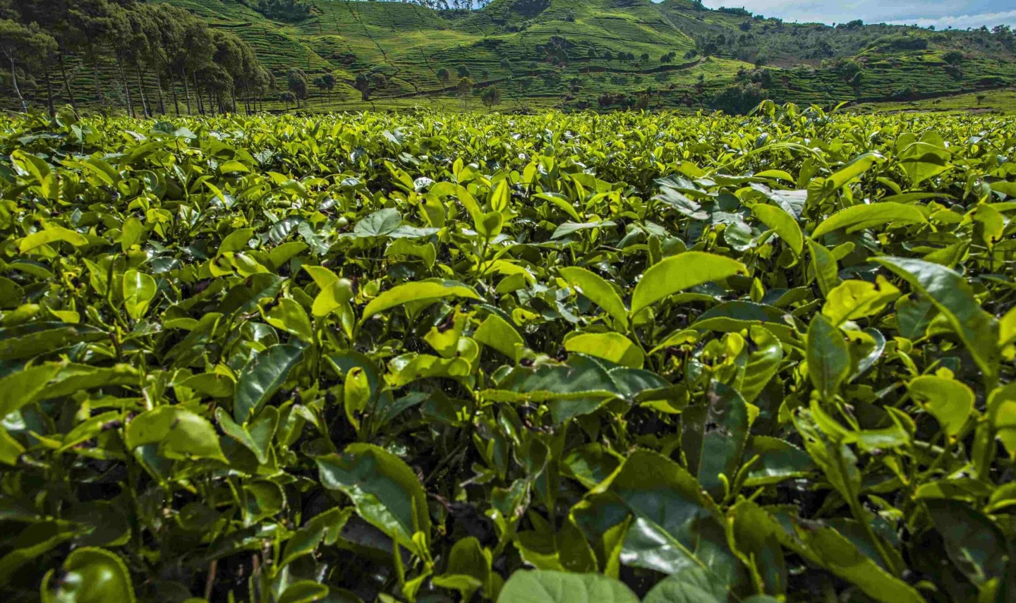 bandung-theeplantage-java