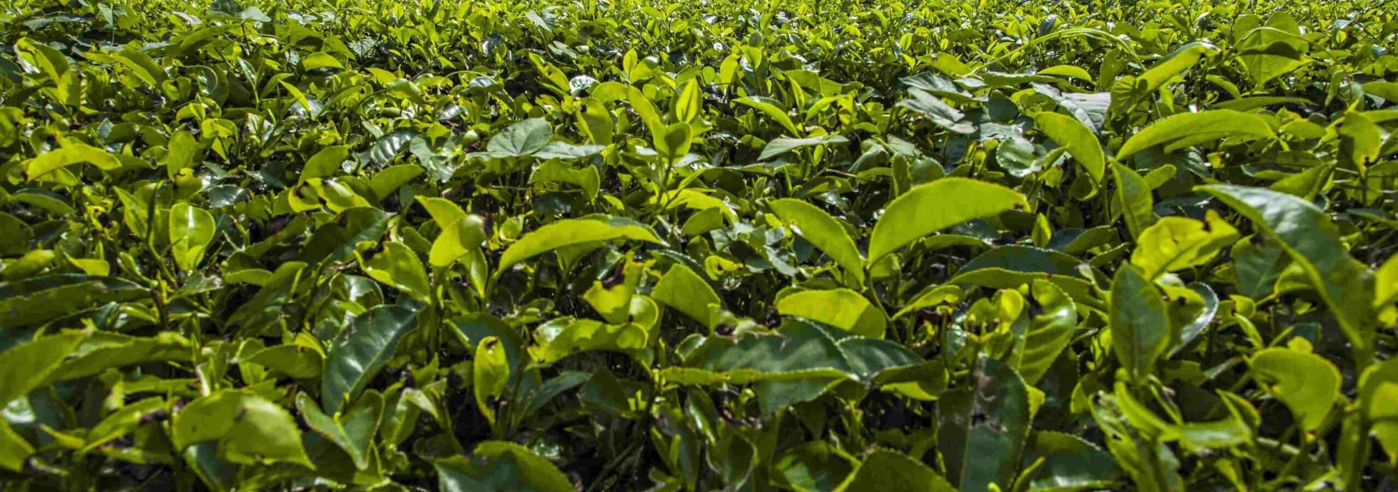 bandung-theeplantage-java