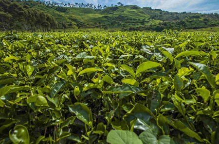 bandung-theeplantage-java