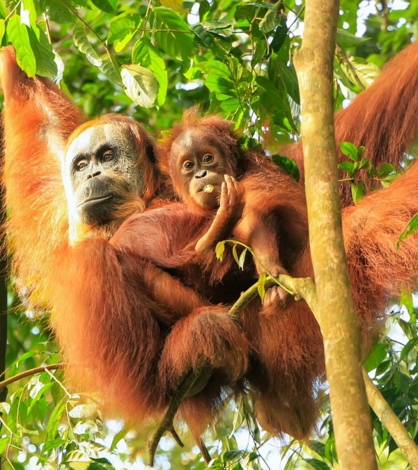 bukit-lawang-orangutan-sumatra