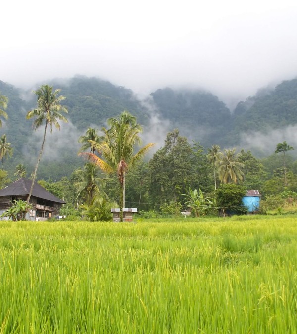 bukittinggi-plantages-sumatra-1