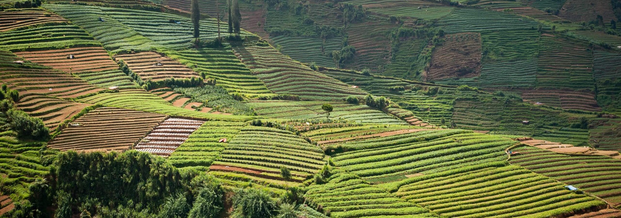 dieng-plateau-wonosobo-java-balitravel