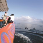 dolfijnen-spotten-bali-excursie