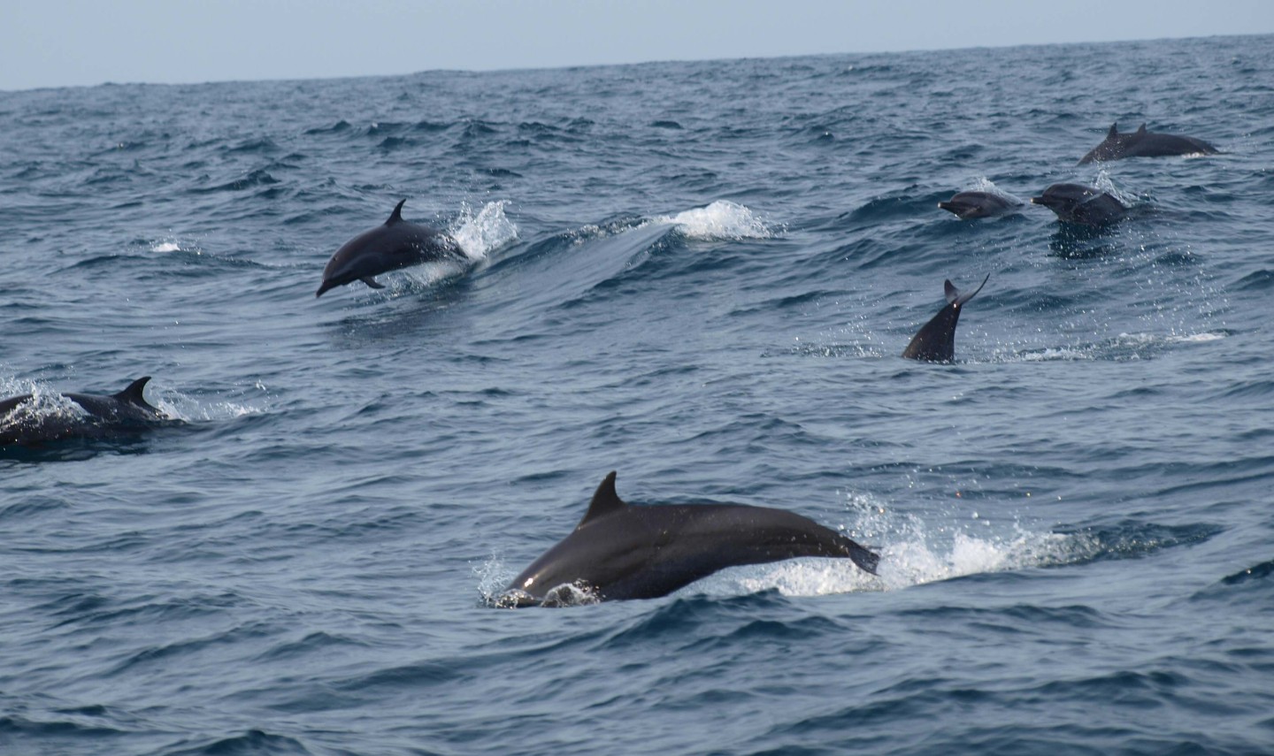 dolfijnen-spotten-excursie-bali