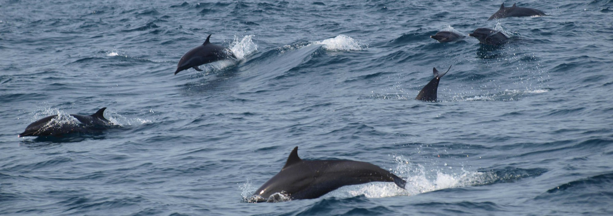 dolfijnen-spotten-excursie-bali