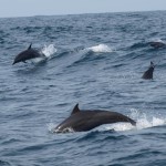 dolfijnen-spotten-excursie-bali