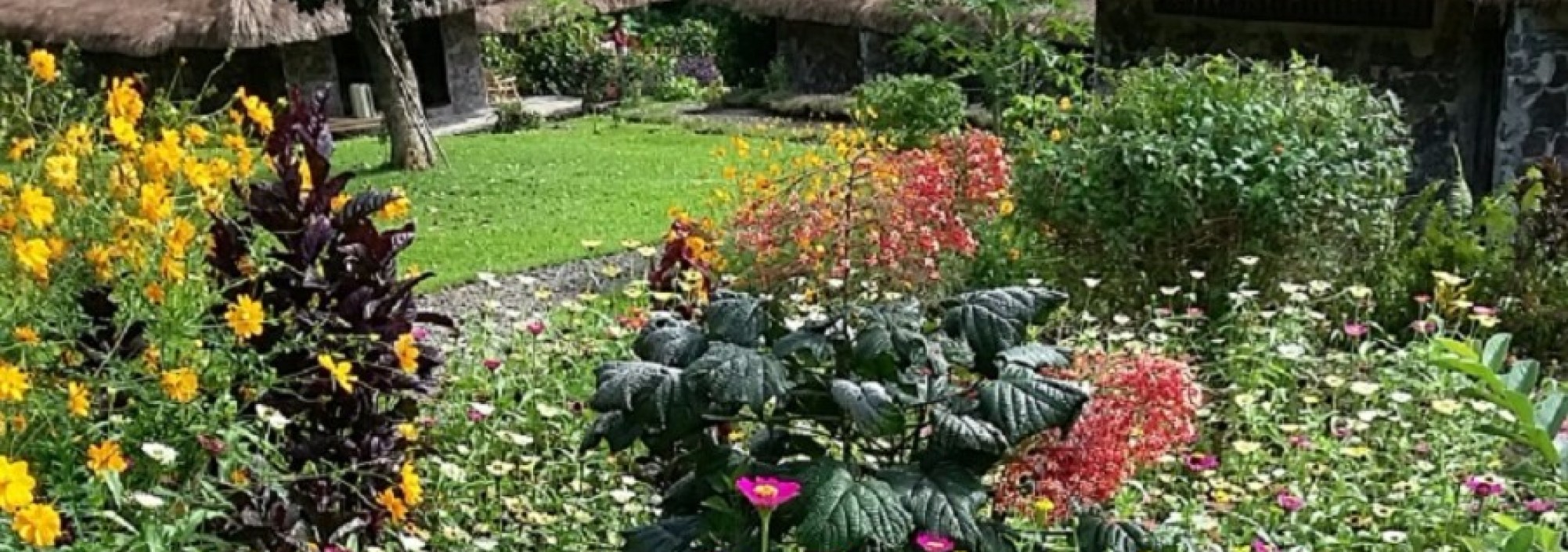 ecolodge-kelimutu-moni-1