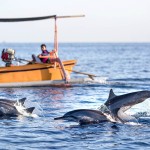excursie-dolfijnen-spotten-lovina-balitravel-1