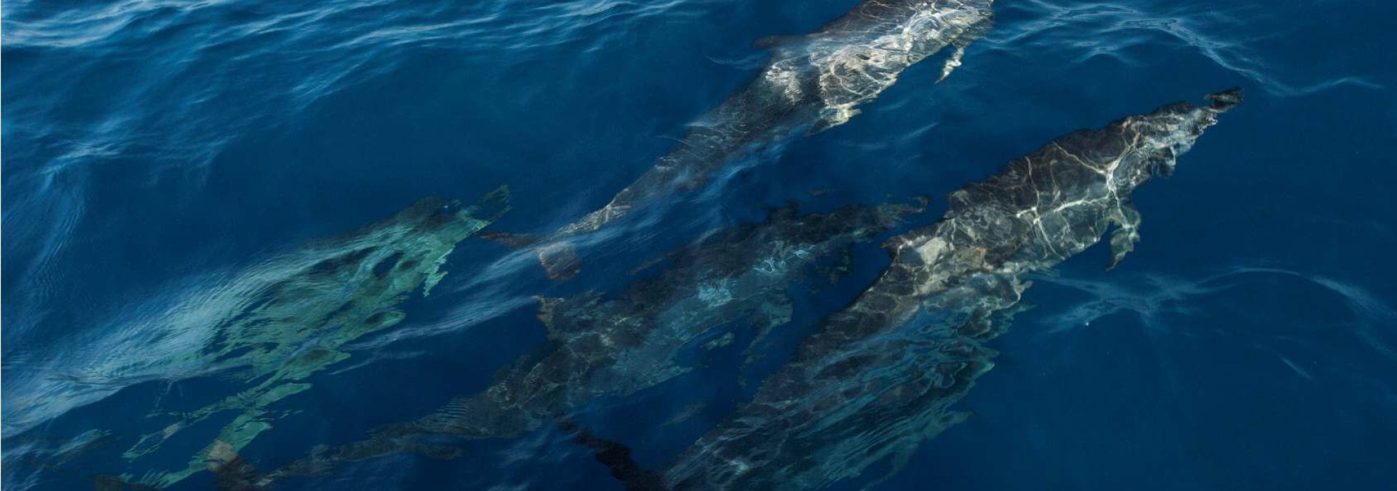 excursie-wild-natuur-dolfijnen-bali