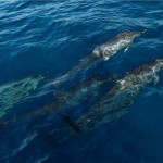 excursie-wild-natuur-dolfijnen-bali