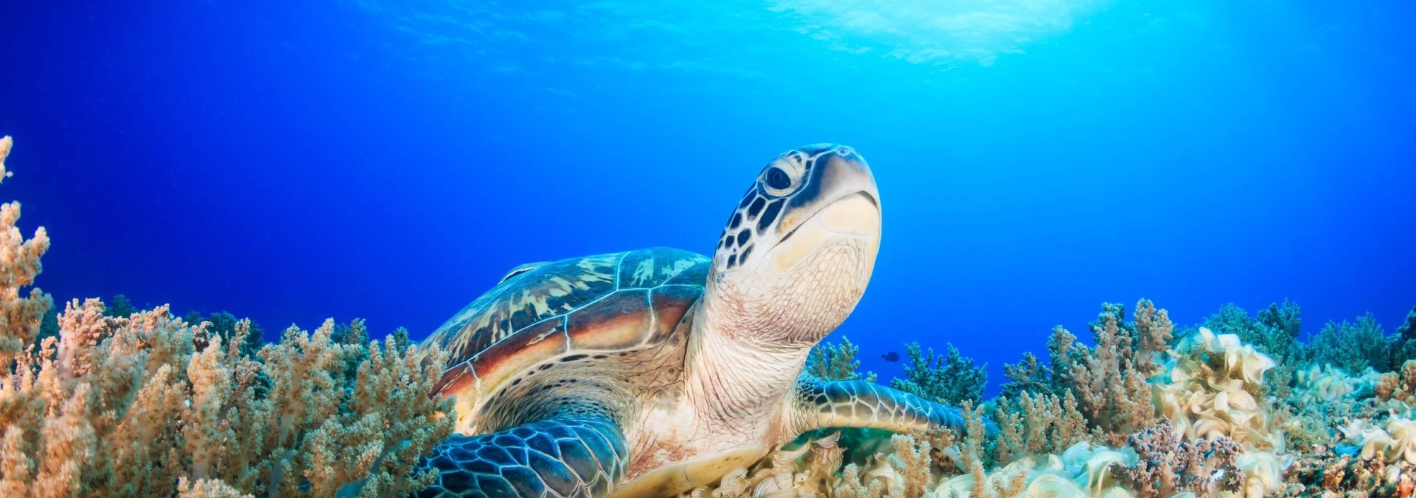 gili-air-schildpadden-turtles-lombok-balitravel