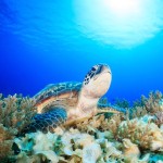 gili-air-schildpadden-turtles-lombok-balitravel