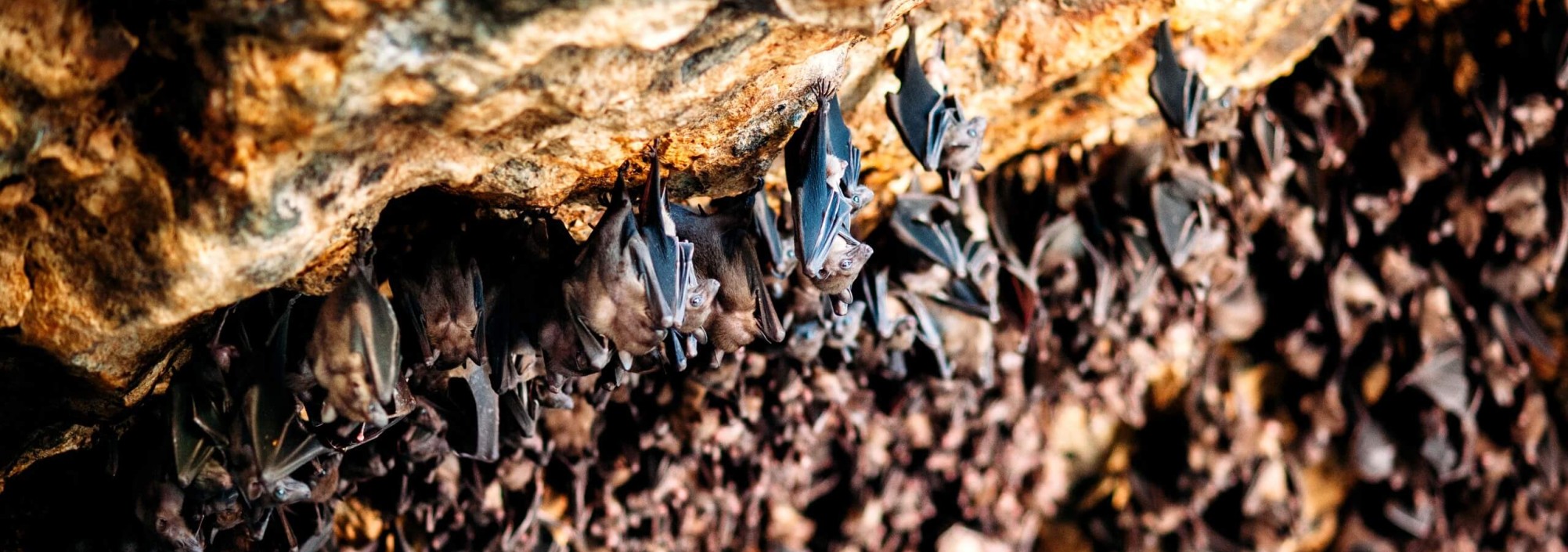 goa-lawah-vleermuizengrot-balitravel