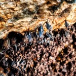 goa-lawah-vleermuizengrot-balitravel