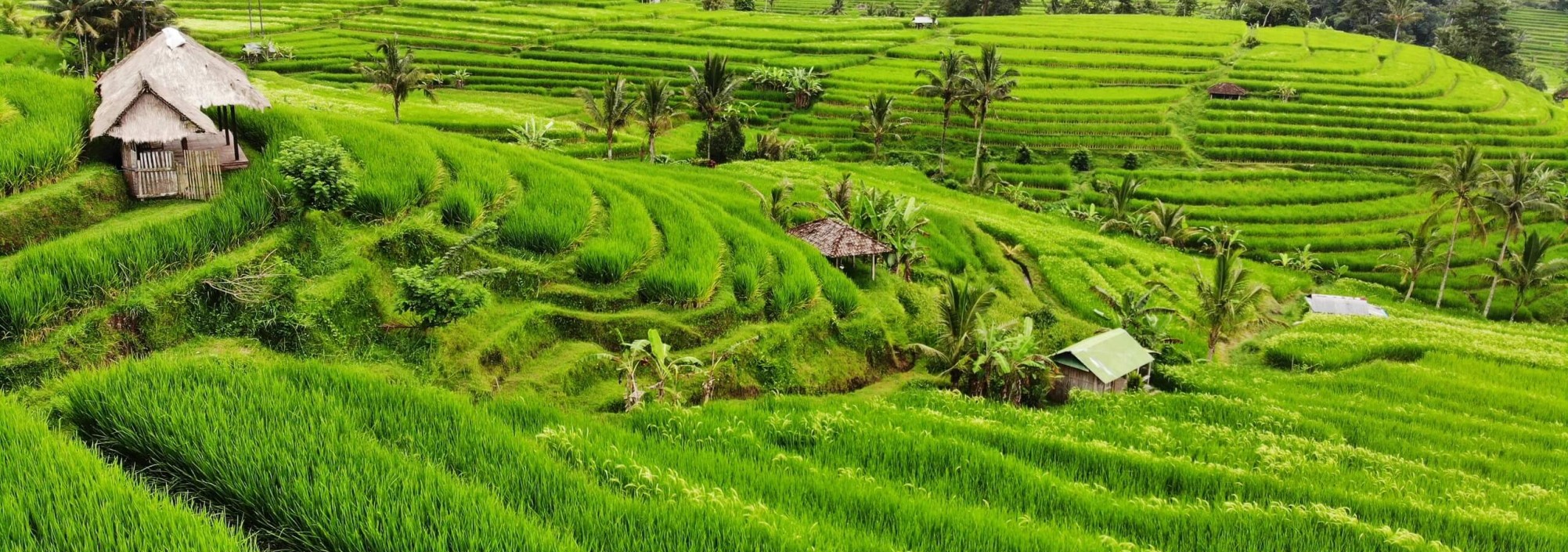 jatiluwih-rijstterrassen-rijstvelden-bali