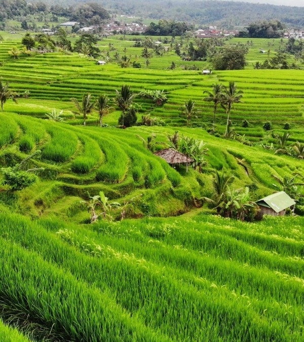 jatiluwih-rijstterrassen-rijstvelden-bali