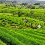 jatiluwih-rijstterrassen-rijstvelden-bali