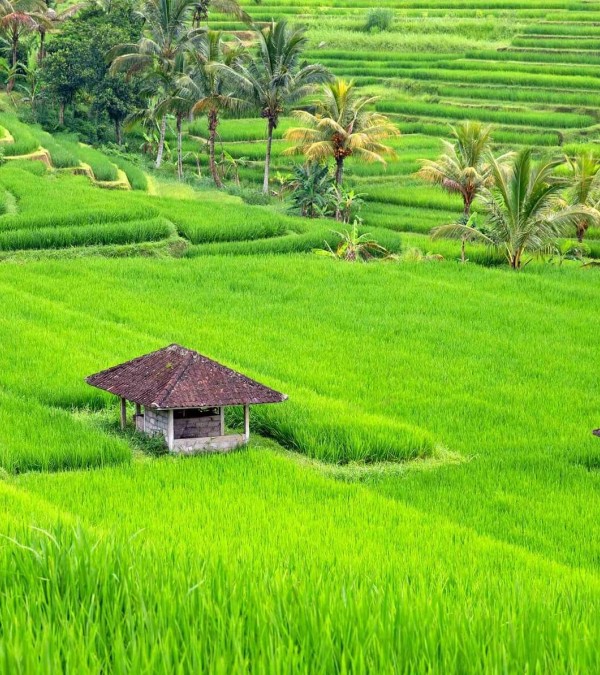 jatiluwih-rijstvelden-natuur-balitravel-1