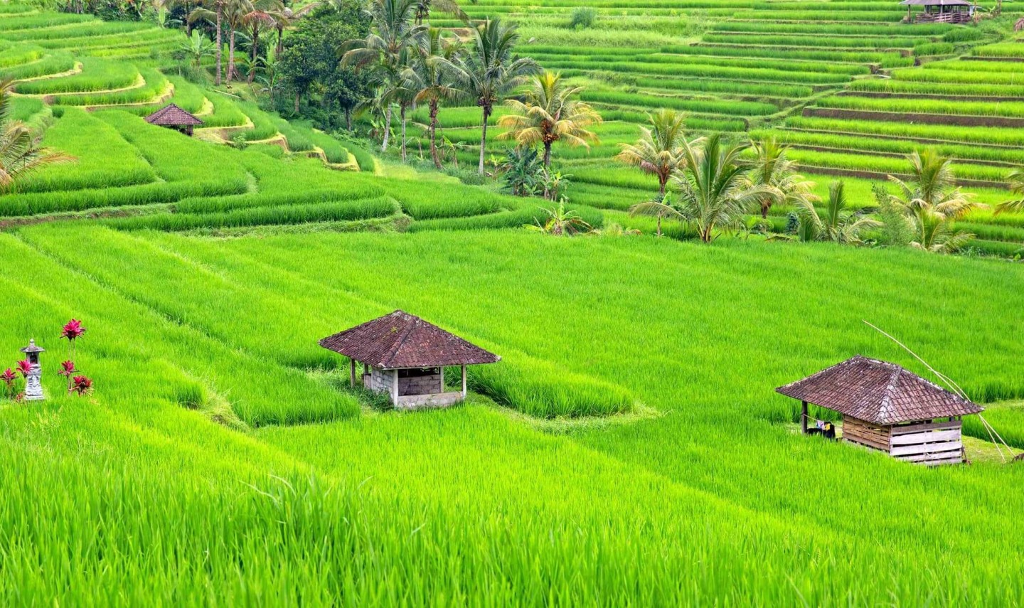 jatiluwih-rijstvelden-natuur-balitravel-1