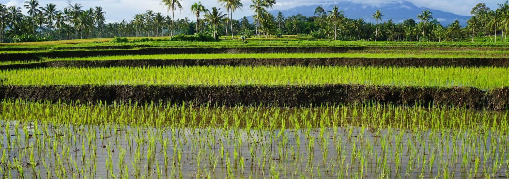 java-kalibaru-plantages