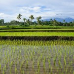 java-kalibaru-plantages