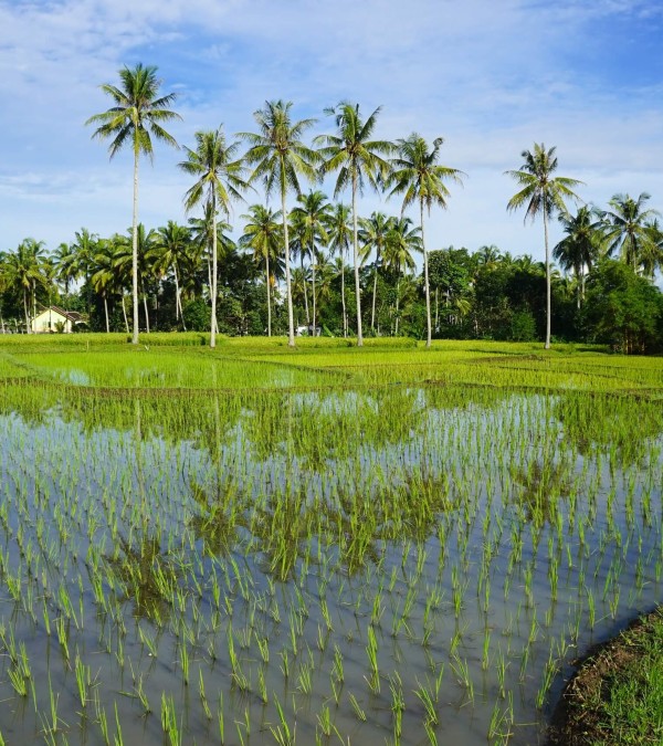 kalibaru-plantages-java-1