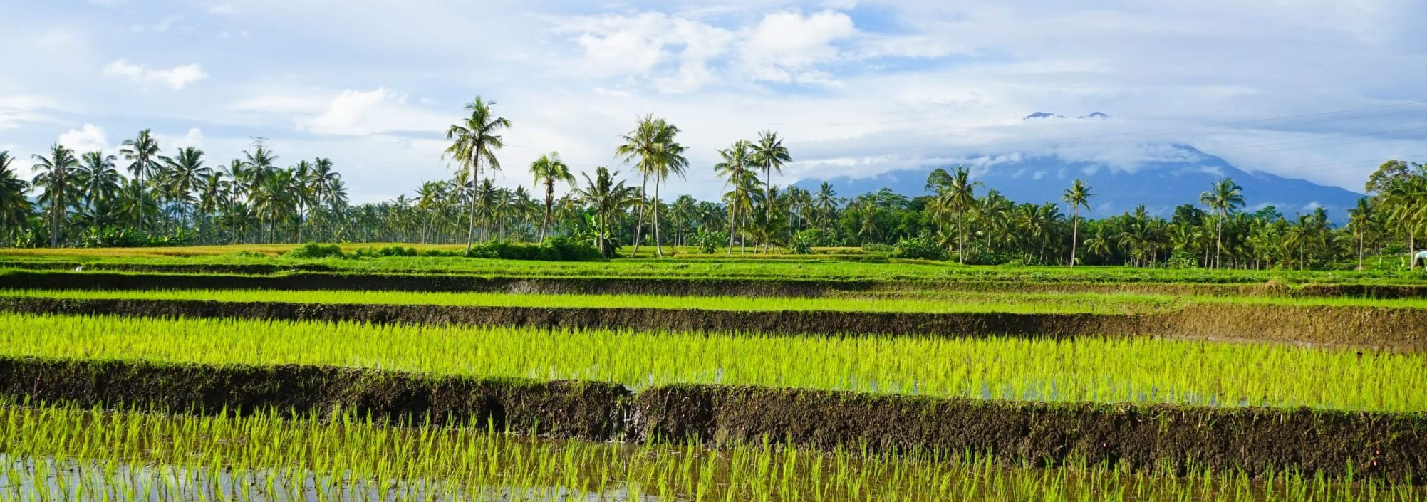 kalibaru-rijstvelden-java-balitravel