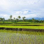 kalibaru-rijstvelden-java-balitravel