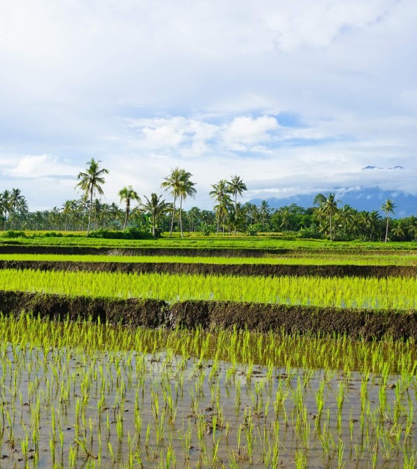 kalibaru-rijstvelden-java-balitravel