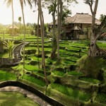 kamandalu-ubud-rijstvelden-bali-travel