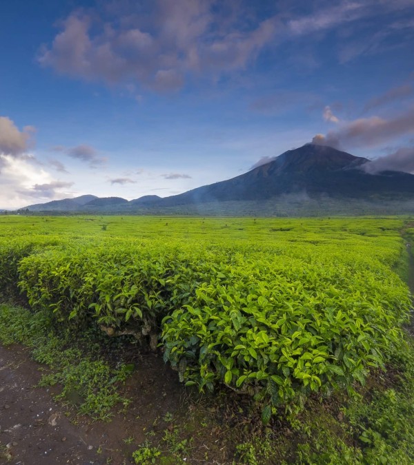 kerinci-national-park-thee-plantages-vulkaan-sumatra-1