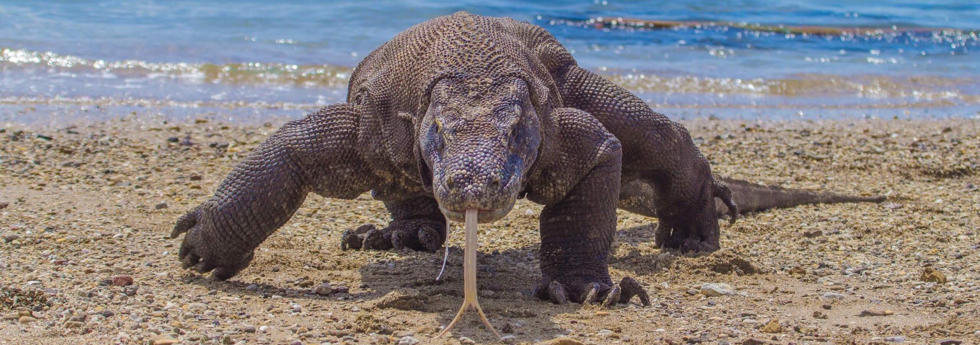 komodo-varaan-komodo-eilanden