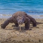 komodo-varaan-komodo-eilanden