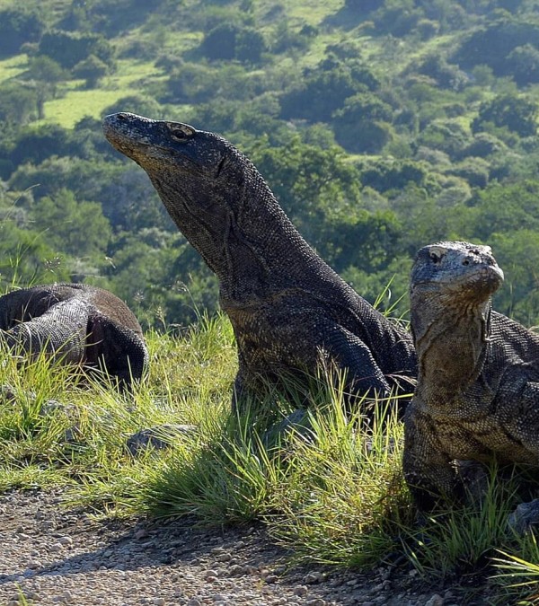 komodovaraan-rinca-eiland-flores