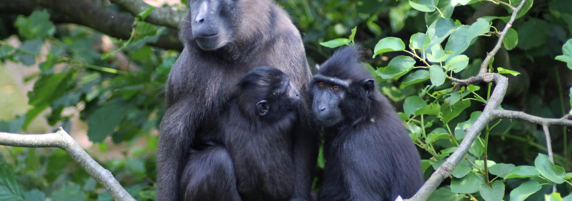 macaca-nigra-sulawesi-