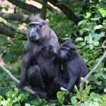 macaca-nigra-sulawesi-